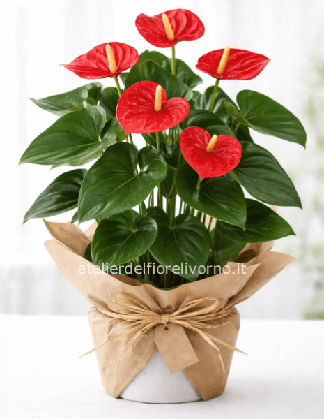 Pianta di anthurium Rosso senza vaso
