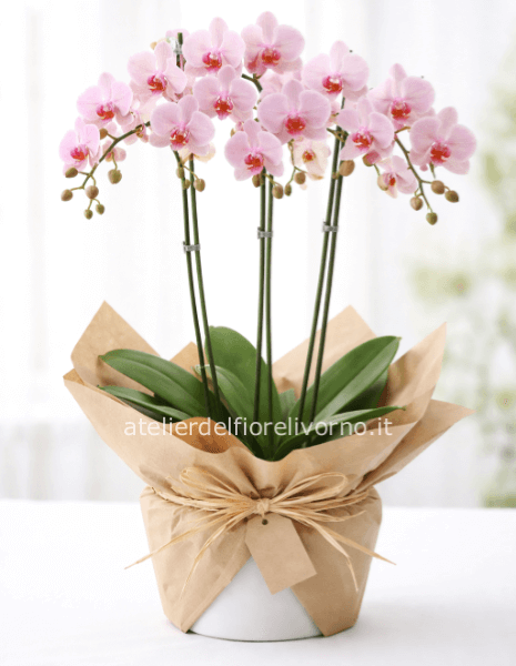 Pianta di Phaleonopsis, diversi colori a richiesta 