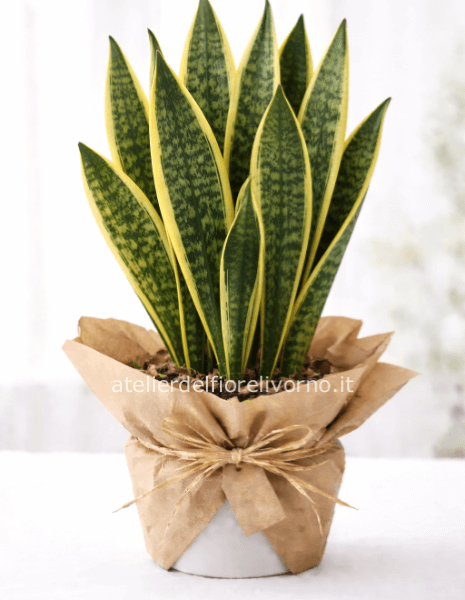 Pianta di Sansevieria senza vaso