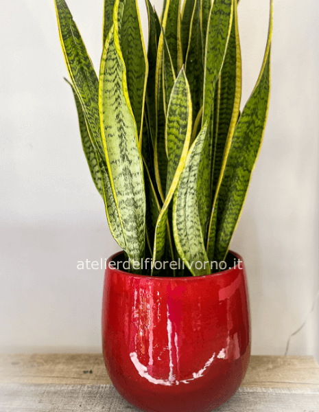 Pianta di Sansevieria senza vaso