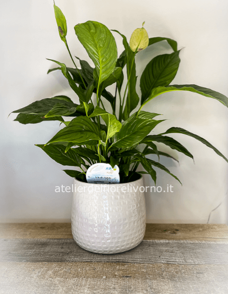 Pianta di Spathifillum 