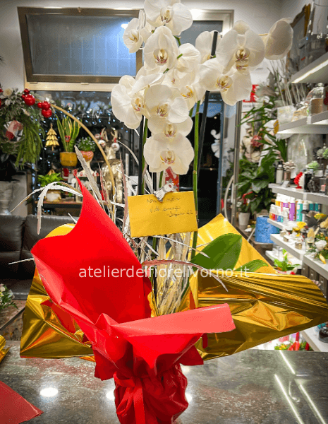 Pianta di Phaleonopsis, diversi colori a richiesta.