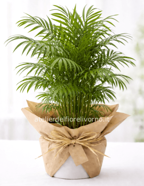 Pianta di Chamadorea senza vaso