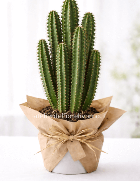 Pianta di Euphorbia senza vaso