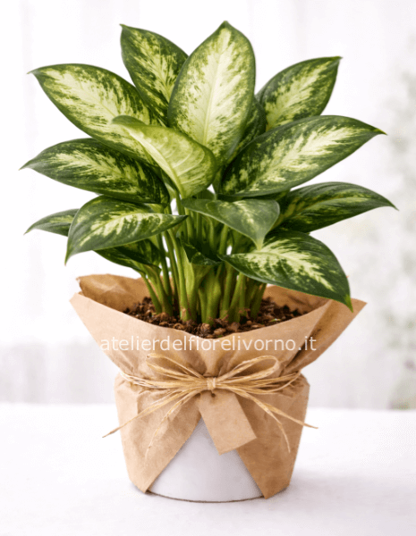 Pianta di Dieffenbachia senza vaso