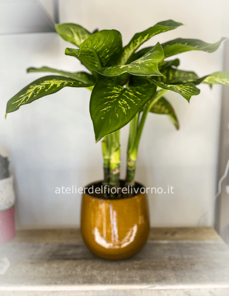 Pianta di Dieffenbachia senza vaso