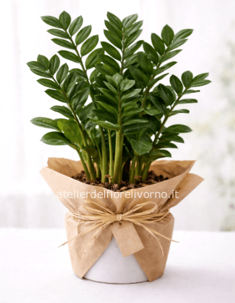 Pianta di Zamia senza vaso