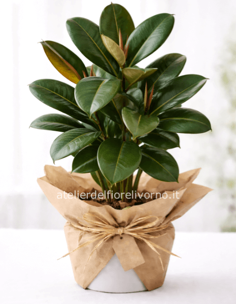 Pianta di Ficus Magnolia Senza Vaso