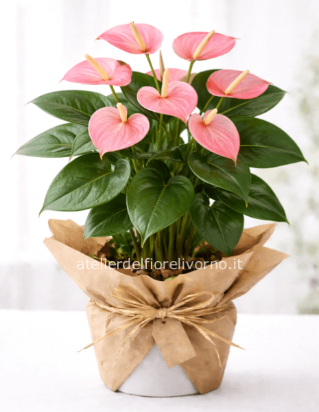 Pianta di anthurium Rosa senza vaso