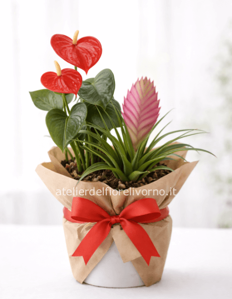 Composizione di Piante " Home Sweet Home " 