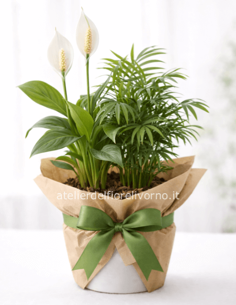 Composizione di Piante " Green "