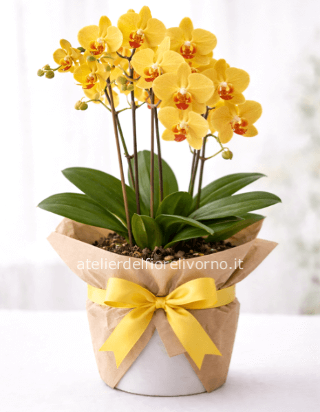 Pianta di phaleonopsis a 3 steli solo confezione