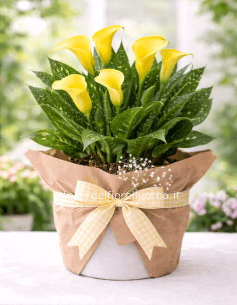 Prodotto Stagionale Primavera:  Calla  💛