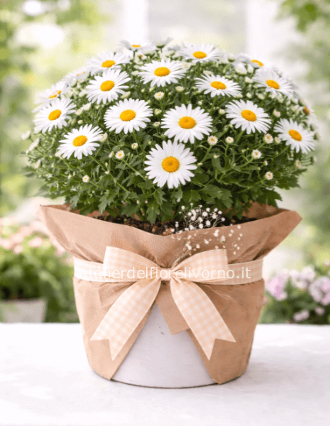 Prodotto Stagionale Primavera: Margherita 🌼